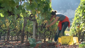 Vendanges11-2